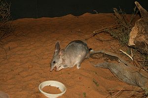 Großer Kaninchennasenbeutler (Macrotis lagotis)