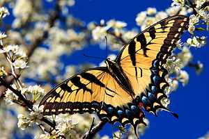 Papilio multicaudatus