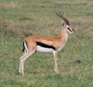 Thomson-Gazelle (Eudorcas thomsonii)