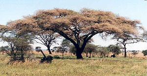 Schirmakazie (Acacia tortilis)