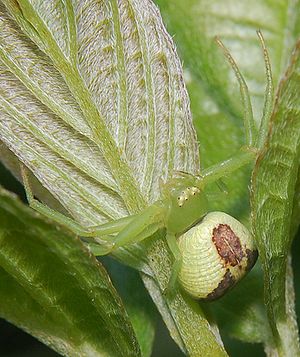 Ebrechtella tricuspidata (Weibchen)