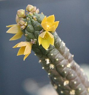 Echidnopsis cereiformis, Habitus und Blüten.