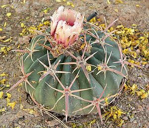 Echinocactus texensis 2.jpg