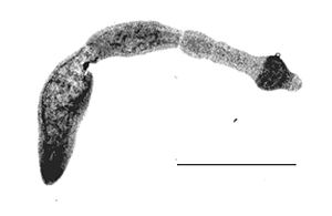 Ausgewachsener Fuchsbandwurm, ca. 1.5 Zentimeter lang