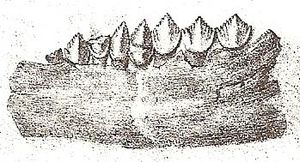Unterkiefer und Zähne von Echinodon.  Ausschnitt einer Lithographie von 1860 