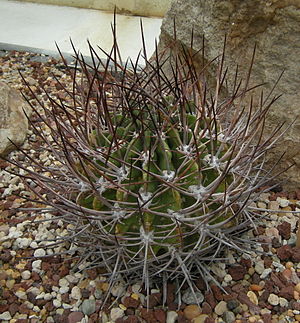 Echinopsis ferox