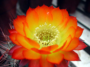 Acanthocalycium glaucumBlüte