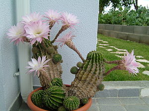 Echinopsis werdermannii 1.jpg