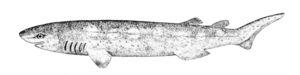 Zeichnung eines Nagelhais, aus Oceanic Ichthyology von George Brown Goode und Tarleton Hoffman Bean, veröffentlicht 1896.