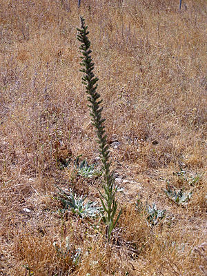 Echium boissieri Plant 25July2009 Mengibar.jpg