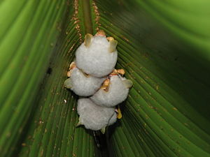 Ectophylla alba Costa Rica.jpg