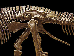 Hüftgelenk von Edmontosaurus, ein hadrosaurider Ornithischier