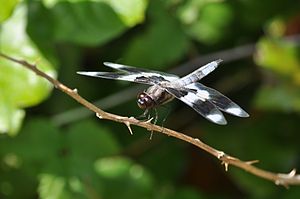 Eight-spotted Skimmer (Libellula forensis) male.jpg