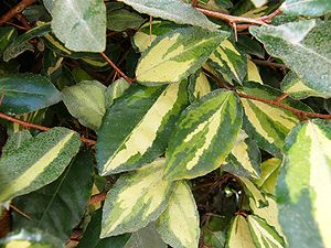 Dornige Ölweide (Elaeagnus pungens 'Maculata'), diese buntlaubige Sorte wird auch Gelbbunte Ölweide genannt.