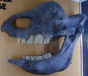 Schädel von Elasmotherium sibiricum im Museum für Naturkunde Berlin