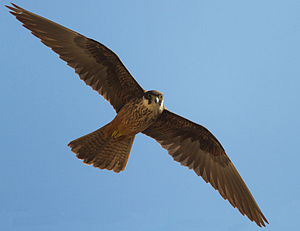 Eleonorenfalke (Falco eleonorae), ad. der hellen Morphe
