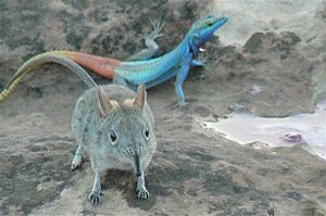 Elefantenspitzmaus (Elephantulus sp.), im Hintergrund eine Plattgürtelechse (Platysaurus intermedius)