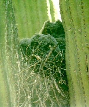 Elfenkauznest in einem Kaktus