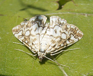 Elophila nymphaeata