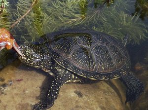 Europäische Sumpfschildkröte (Emys orbicularis),einzige in Deutschland beheimatete Schildkrötenart