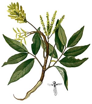 Engelhardia spicata