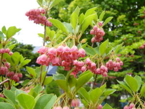 Blüten der Glockigen Prachtglocke (Enkianthus campanulatus)