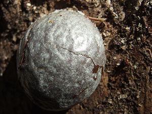 Enteridium lycoperdon, Aethalium kurz vor der Öffnung