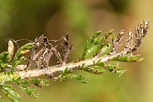 Entyloma achilleae auf einer Schafgarbe