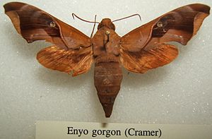 Enyo gorgo