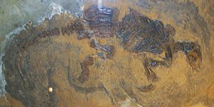 Fossil von Eomanis waldi