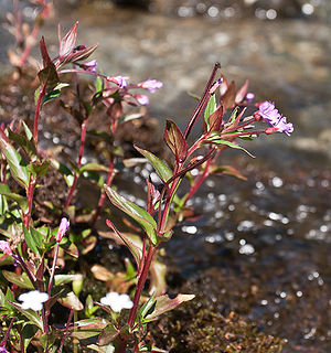 Mierenblättriges Weidenröschen (Epilobium alsinifolium)