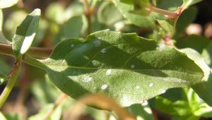 Blatt eines Lanzett-Weidenröschens