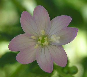 Blüte eines Berg-Weidenröschens