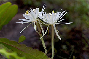 Epiphyllum hookeriBlüte