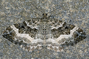 Graubinden-Labkrautspanner (Epirrhoe alternata)