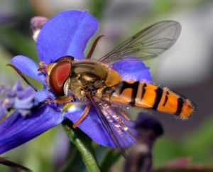 Hainschwebfliegen-Männchen (Episyrphus balteatus)