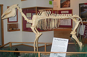 Montiertes Skelett von Plesippus shoshonensis.