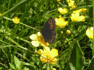 Rundaugen-Mohrenfalter (Erebia medusa)