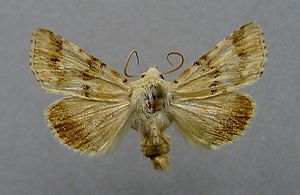 Eremobia ochroleuca.01.jpg