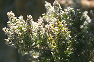 Baumheide, Habitus (Erica arborea)