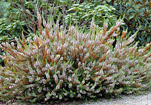 Cornwall-Heide (Erica vagans)