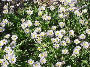 Erigeron aurantiacus2.jpg