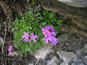 Alpenbalsam (Erinus alpinus)