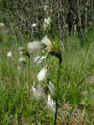 Breitblättriges Wollgras (Eriophorum latifolium).