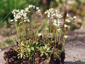 Frühlings-Hungerblümchen (Erophila verna ssp. verna)