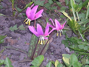 Erythronium sibiricum.JPG