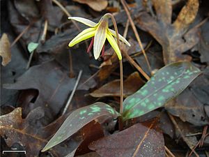 Erythronium umbilicatum (Dimpled Trout Lily).jpg