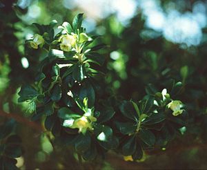 Escallonia myrtilloides 2.jpg