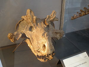 Schädel von Estemmenosuchus mirabilis
