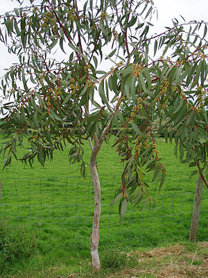 Schnee-Eukalyptus (Eucalyptus pauciflora)